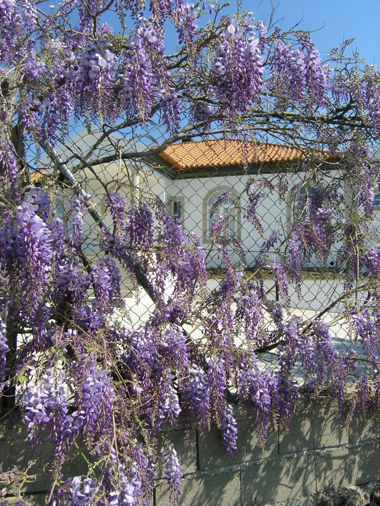 Casa De Alpajares - Guest House & Spa Freixo de Espada à Cinta Exterior foto
